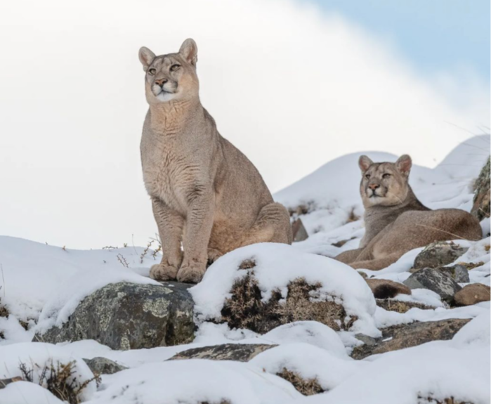 Patagonia Winter Puma Tracking Wildlife Adventure Cascada Expediciones